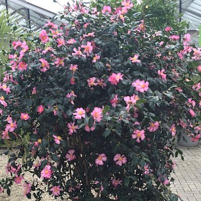 Camélia sasanqua Cleopatra - Vente en ligne de plants de Camélia sasanqua  Cleopatra pas cher | Leaderplant