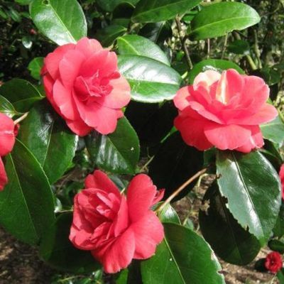 Camélia Adolphe Audusson - Leaderplant