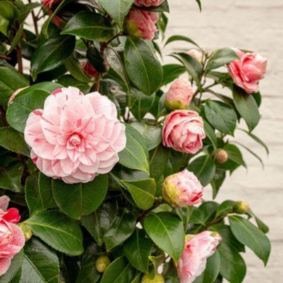 Kit plantes Terre de Bruyère - 6 variétés - Leaderplant