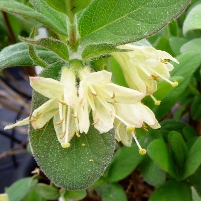 Chèvrefeuille Baie de Mai 'Duet' - Leaderplant