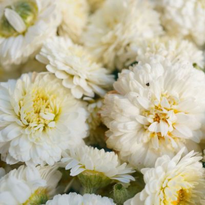 Camomille noble Ligulosum - Leaderplant