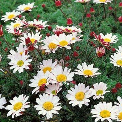 Camomille marocaine - Leaderplant