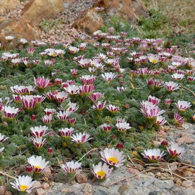 Camomille marocaine - Leaderplant
