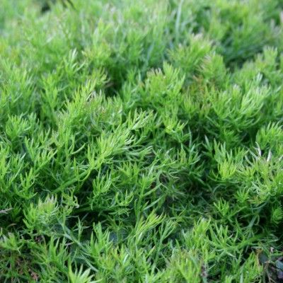 Camomille romaine Treneague  - Leaderplant