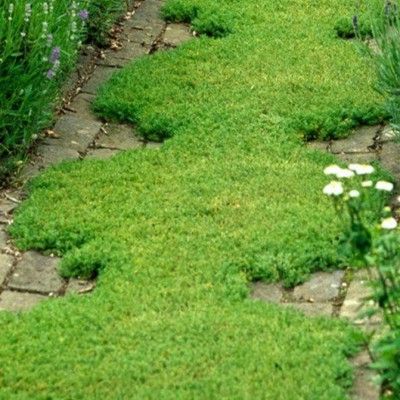 Camomille romaine Treneague  - Leaderplant