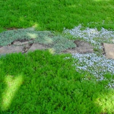 Camomille romaine Treneague  - Leaderplant