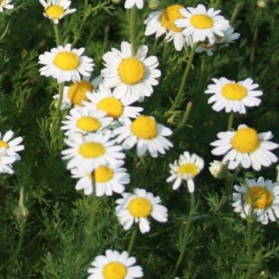 Camomille romaine - Vente en ligne de plants de Camomille romaine pas cher  | Leaderplant