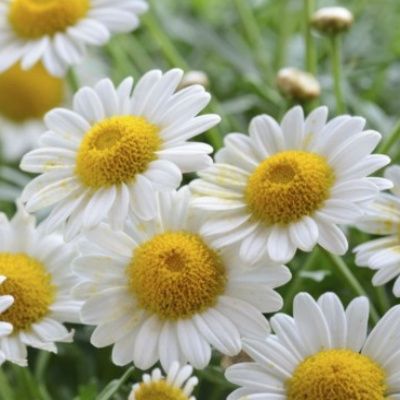 Camomille romaine - Leaderplant