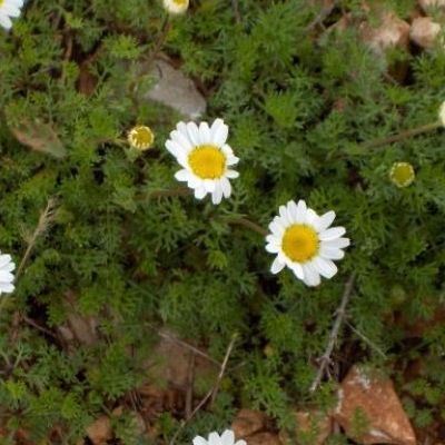 Camomille tapissante - Matricaire gazonnante - Leaderplant