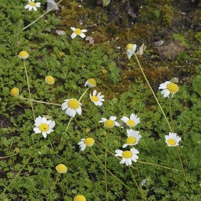 Camomille tapissante - Matricaire gazonnante - Leaderplant