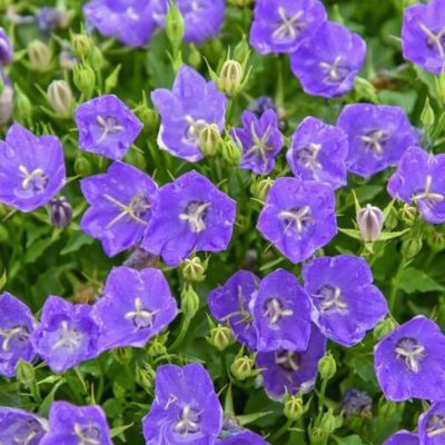 Campanule Midnight ® MINI Marvels  - Leaderplant