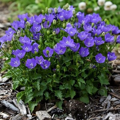 Campanule Midnight ® MINI Marvels  - Leaderplant