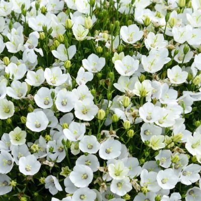 Campanule Starbirght ® MINI Marvels  - Leaderplant