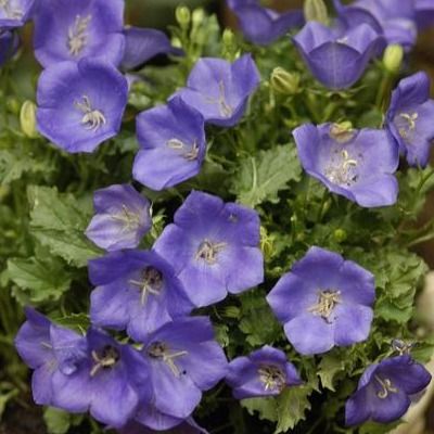 Campanule des carpates Blue Uniform - Leaderplant