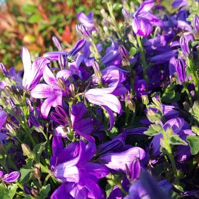 Campanule des murs - Leaderplant