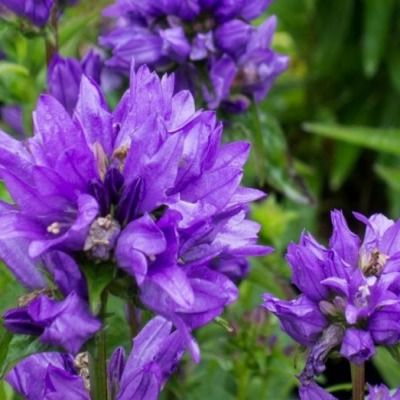 Campanule Speciosa - Leaderplant