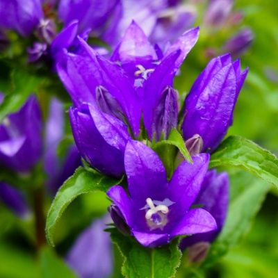 Campanule Speciosa - Leaderplant