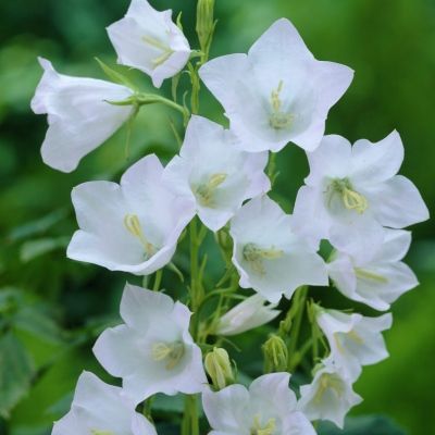 Campanule blanche - Leaderplant