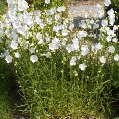 Campanule blanche - Leaderplant