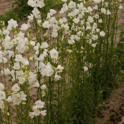 Campanule blanche - Leaderplant