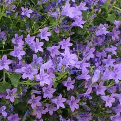 Campanule des murs - Leaderplant