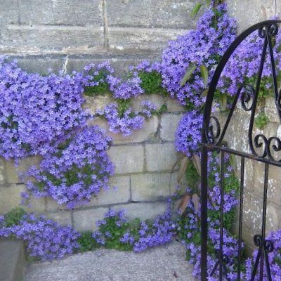Campanule des murs - Leaderplant