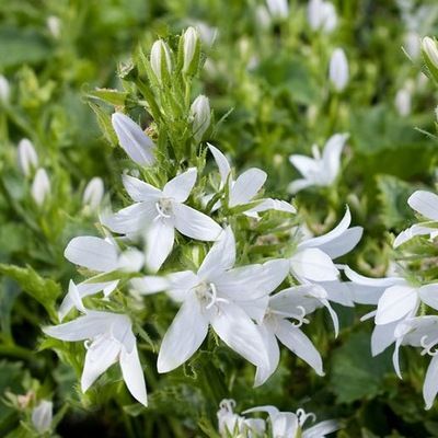 Campanule des murs Eh Frost - Leaderplant