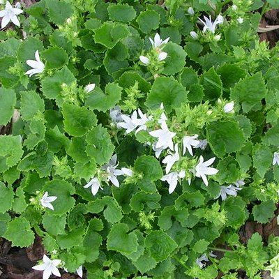 Campanule des murs Eh Frost - Leaderplant