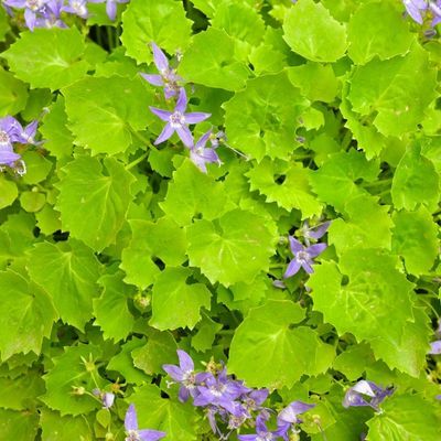 Campanule poscharskyana - Leaderplant