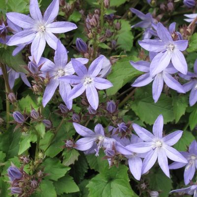 Campanule poscharskyana - Leaderplant