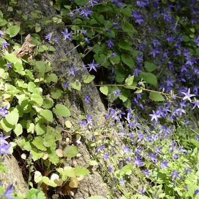 Campanule poscharskyana - Leaderplant