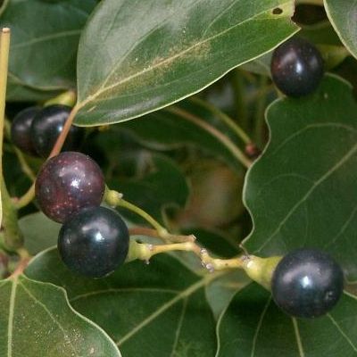 Camphrier - Leaderplant