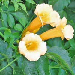 Bignone jaune Flava - Leaderplant