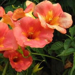 Bignone de Chine à grandes fleurs - Leaderplant