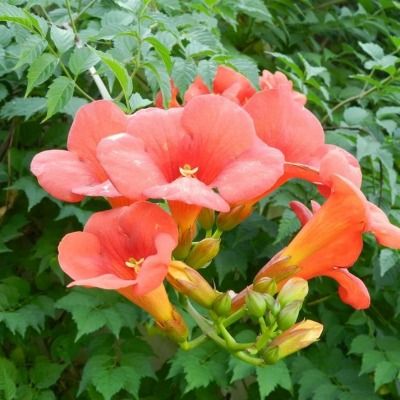 Bignone rouge Mme Galen - Leaderplant