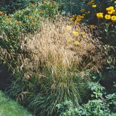 Graminée Canche cespiteuse Goldschleier - Leaderplant