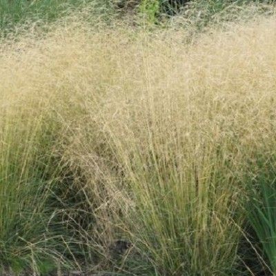 Graminée Canche cespiteuse Goldschleier - Leaderplant