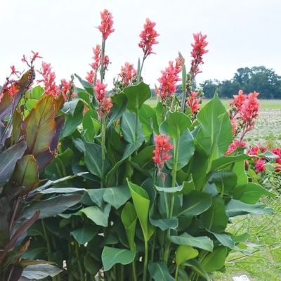 Canna Géant Marabout - Leaderplant