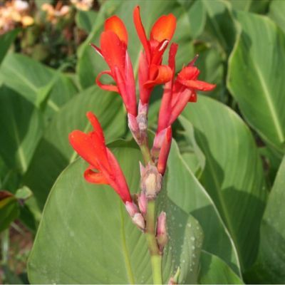 Canna Géant Marabout - Leaderplant