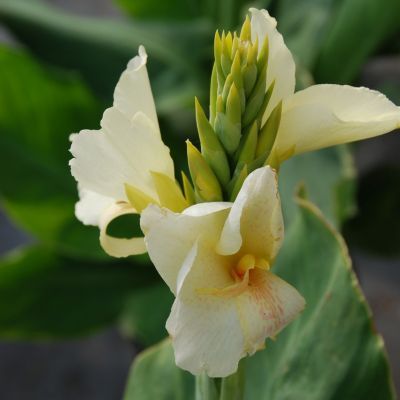 Canna Haut Niagara (1 Bulbe) - Leaderplant