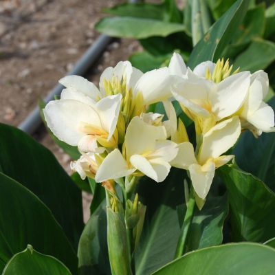 Canna Haut Niagara (1 Bulbe) - Leaderplant