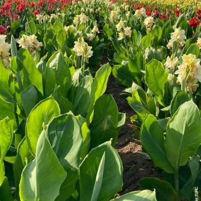 Canna Haut Niagara (1 Bulbe) - Leaderplant