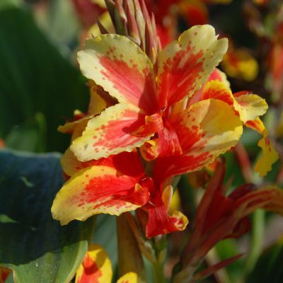 Canna Haut Reine Charlotte (1 bulbe) - Leaderplant