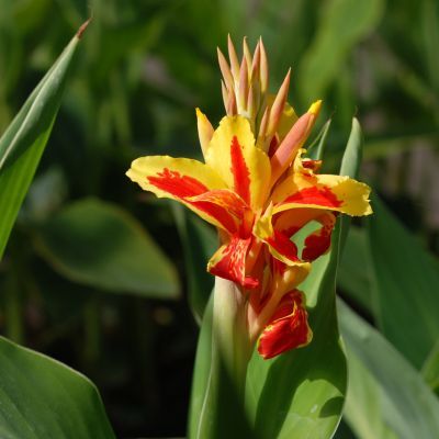 Canna Haut Reine Charlotte (1 bulbe) - Leaderplant