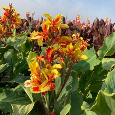 Canna Haut Reine Charlotte (1 bulbe) - Leaderplant