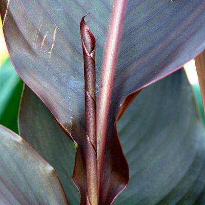 Canna Géant Ibis - Leaderplant
