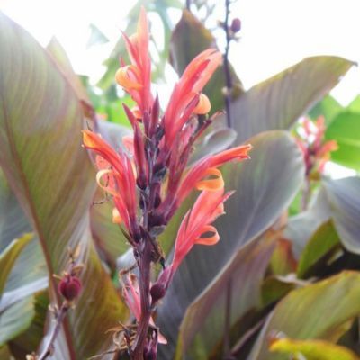 Canna Géant Ibis - Leaderplant