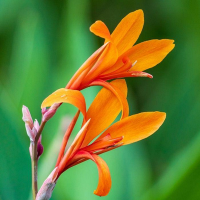 Canna Géant Musifolia en mini-motte - Leaderplant
