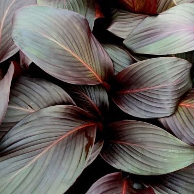 Canna Tropicanna Black ® - Leaderplant