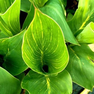 Canna Tropicanna Gold ® - Leaderplant